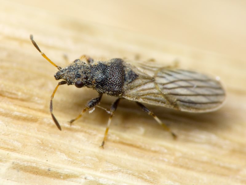 Microplax interrupta (Fieber, 1837)